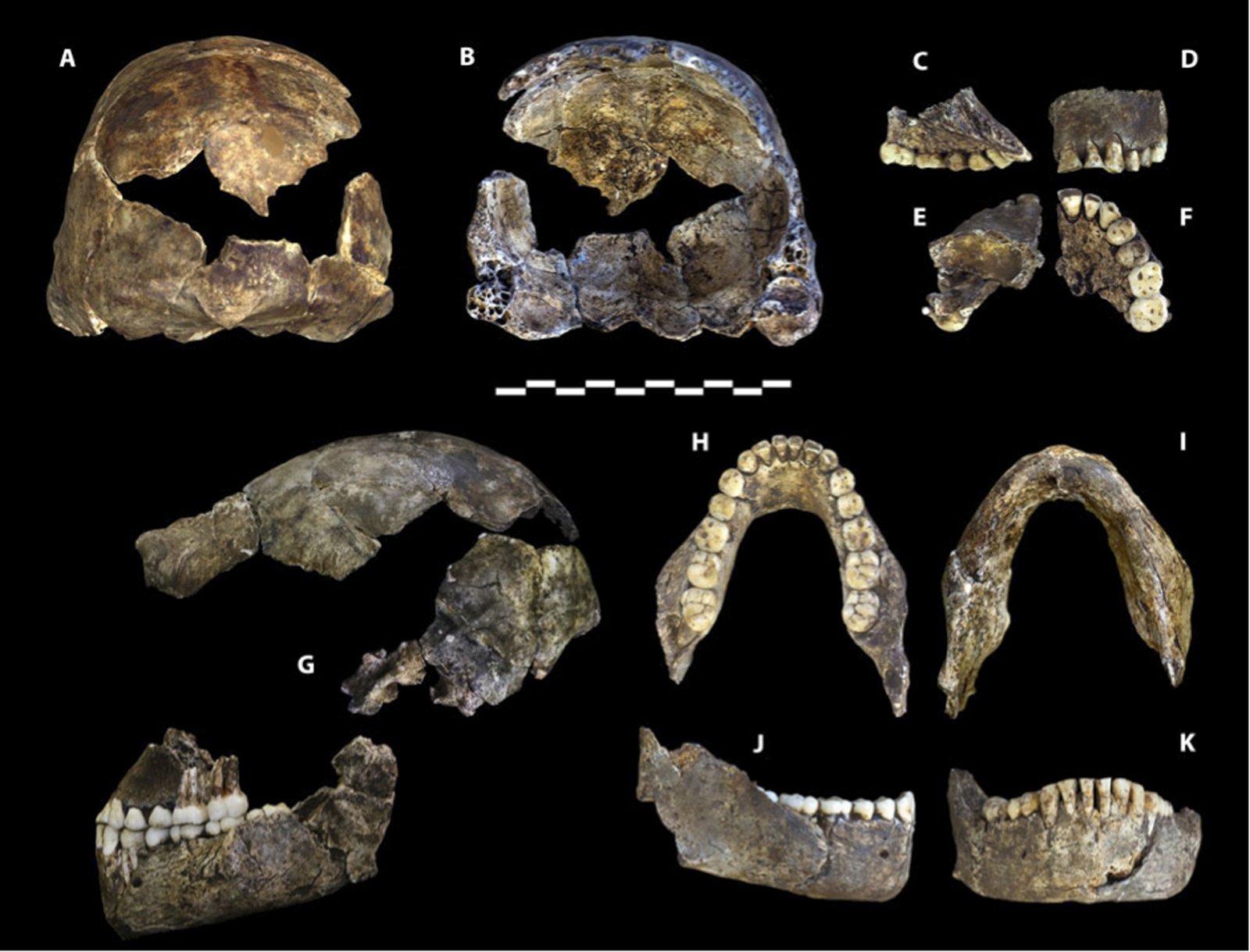 Homo_naledi