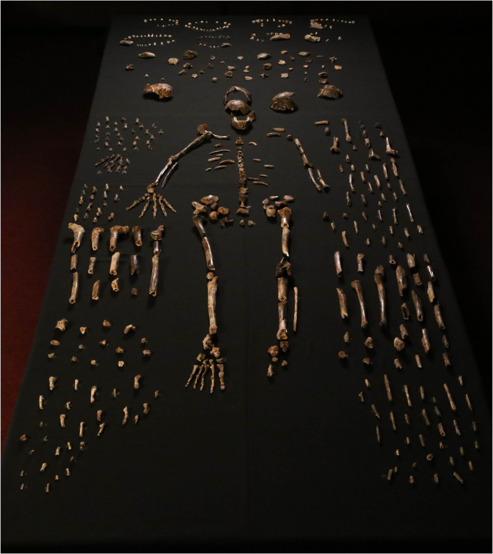 Homo_naledi_2